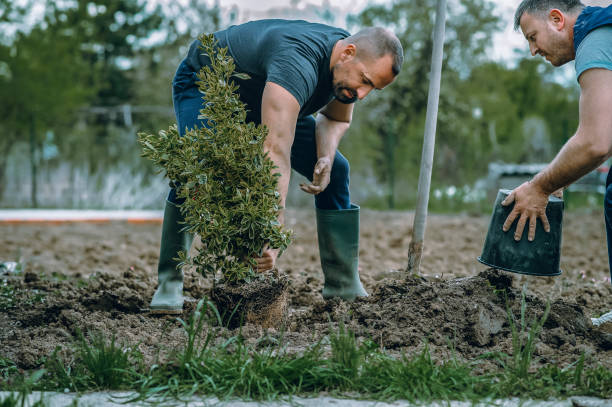 Best Residential Tree Removal  in Morrilton, AR